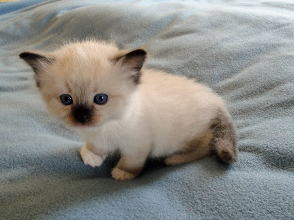 Ragdoll - klein-gross